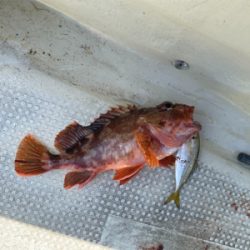 鳴門でヒラメ狙い