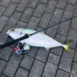 コスモスクエア釣果