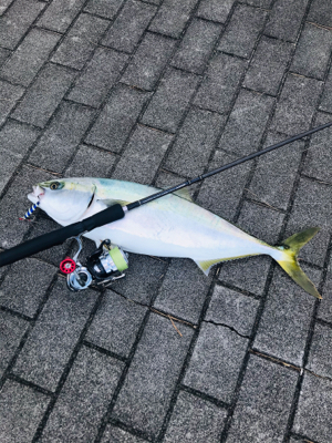 コスモスクエア釣果