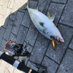 ヒットカラーはアカキン