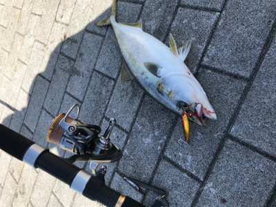 ヒットカラーはアカキン