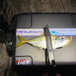 アジング人多過ぎ