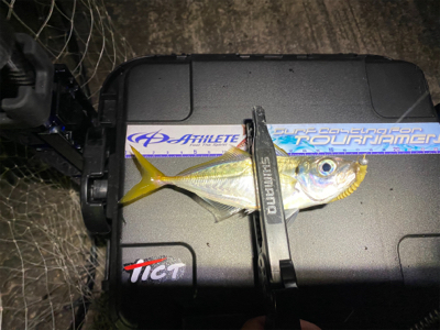 アジング人多過ぎ