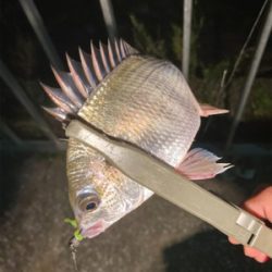 小雨の中、子アジと子キビレ