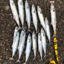 サゴシ入れ食い