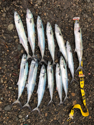 サゴシ入れ食い