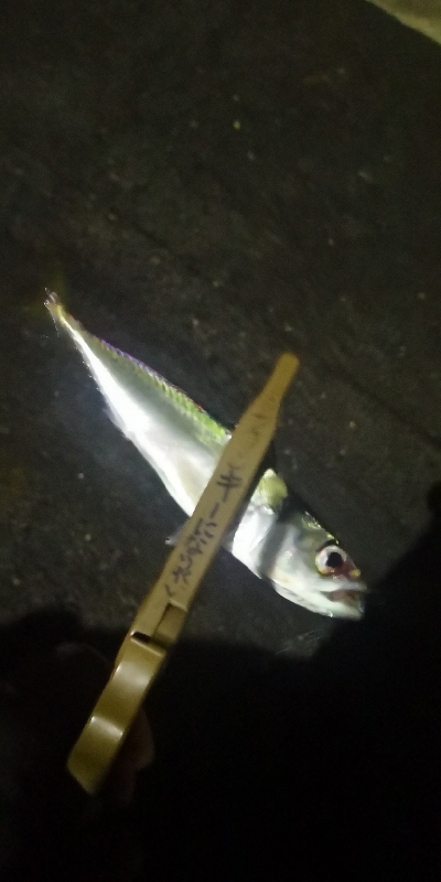 アジング練習 199