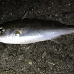 雨上がりで釣り人居らず