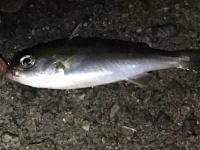 雨上がりで釣り人居らず
