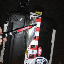 久々のアジング。太刀魚はいません。