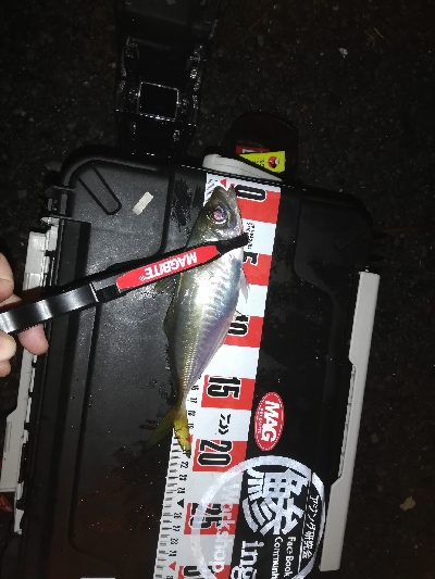 久々のアジング。太刀魚はいません。