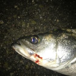 パラガス様々♪