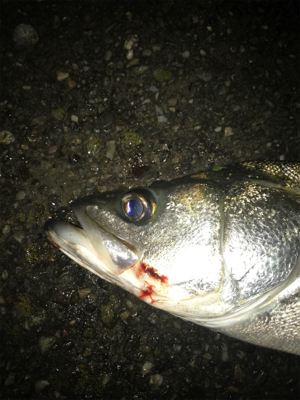 パラガス様々♪