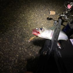 想像以上に寒いライトゲーム