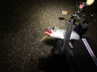 想像以上に寒いライトゲーム