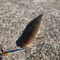 バラシた獲物はでかかった?