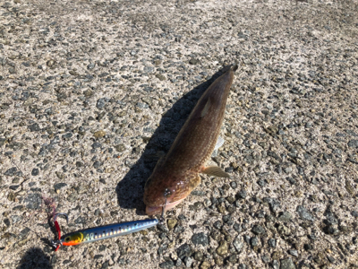 バラシた獲物はでかかった?