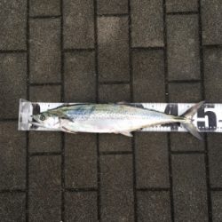 2ヒット1バラしでサゴシ50センチ。。