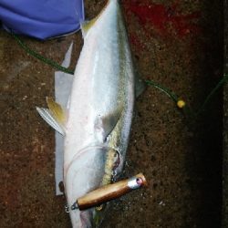 大阪湾好調です