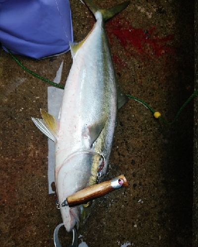 大阪湾好調です