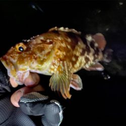 アジングまでは良かったのですが、青物撃沈、、、