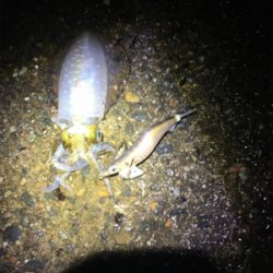 太刀魚がたべたくて