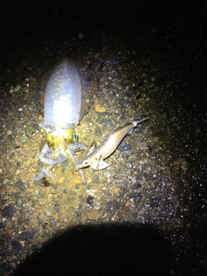 太刀魚がたべたくて