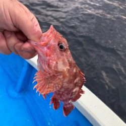 オフショア　サビキ