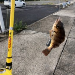 色々釣れました。