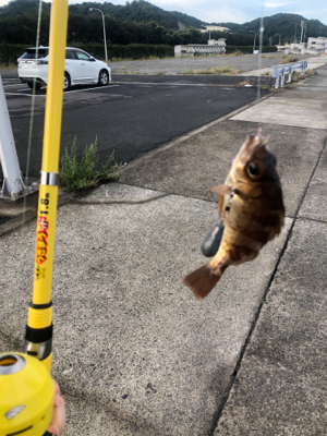 色々釣れました。