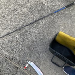 朝1時間で爆釣の11匹!!怒涛のタチウオ釣果