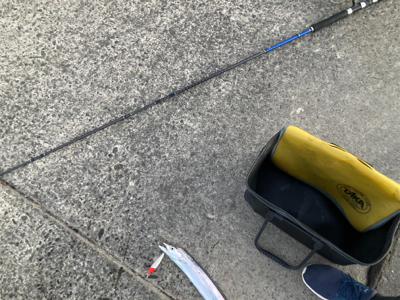 朝1時間で爆釣の11匹!!怒涛のタチウオ釣果