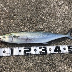 和田防本堤　渋いながらも