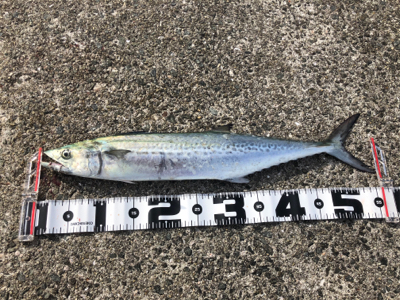 和田防本堤　渋いながらも