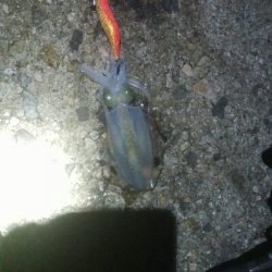 障泥烏賊4杯！数釣り記録も更新！