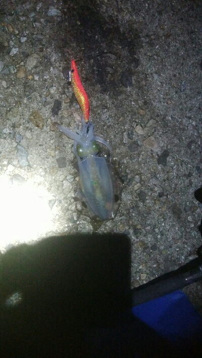 障泥烏賊4杯！数釣り記録も更新！