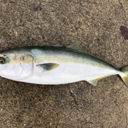 メジロの回遊あり