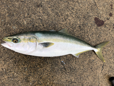 メジロの回遊あり