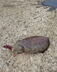 渋くて寒いです。また個体が小さい？