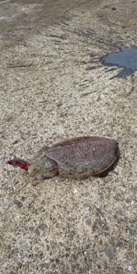 渋くて寒いです。また個体が小さい？