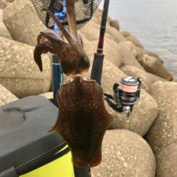 出勤前、約1時間半のエギング(^.^)