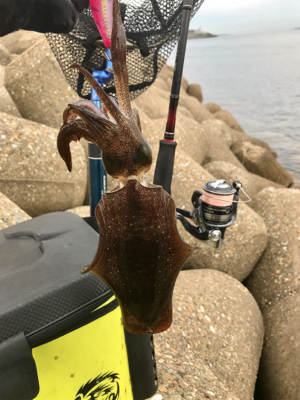 出勤前、約1時間半のエギング(^.^)