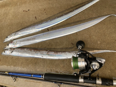 朝マズメのタチウオ釣果!!表層に集中するバイト