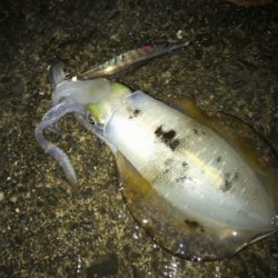 コロッケサイズ連発！冬イカに乞うご期待