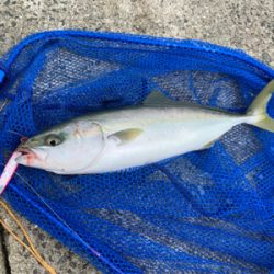 神戸沖堤釣行②