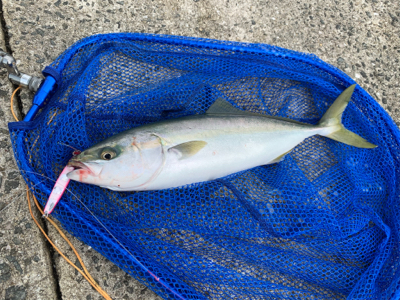 神戸沖堤釣行②