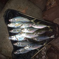 満足のいく釣果