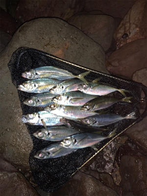 満足のいく釣果