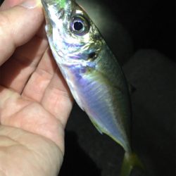 明石でアジング