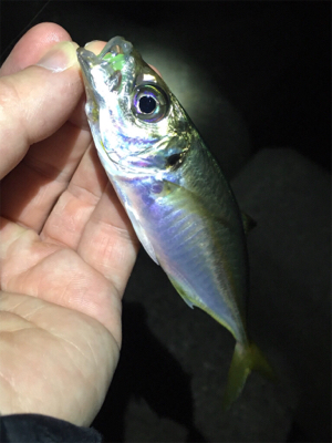 明石でアジング